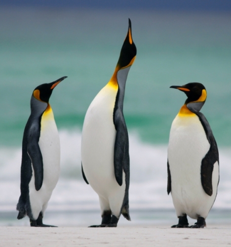 Tropical Penguins in Photographs